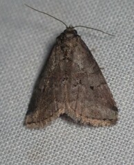 Hyperstrotia pervertens