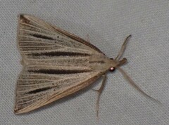 Macrochilo bivittata