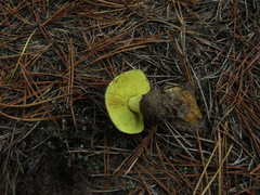Tricholoma equestre
