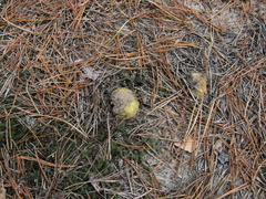 Tricholoma equestre