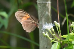 Heliconius erato hydara