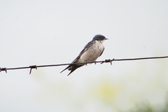 Hirundo dimidiata