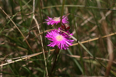 Lampranthus lavisii