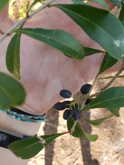 Forestiera segregata