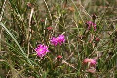 Lampranthus lavisii