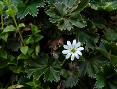 Stellaria serpyllifolia