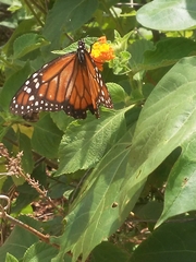 Danaus erippus