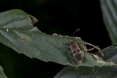 Physopelta gutta gutta