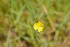 Xyris pauciflora