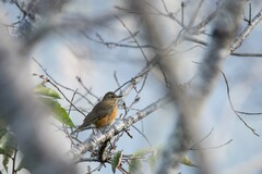 Turdus chrysolaus