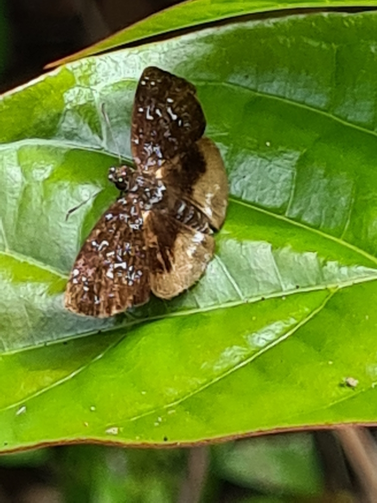 Spioniades libethra