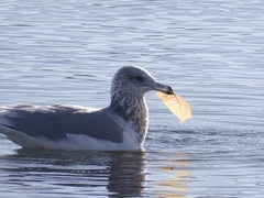 Larus californicus
