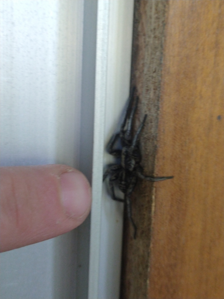 Lycosa australis