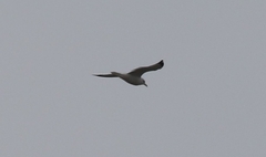 Larus delawarensis