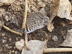 Leptotes pirithous
