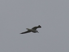 Larus delawarensis