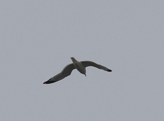 Larus delawarensis