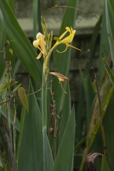 Canna glauca