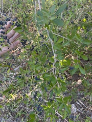 Forestiera segregata