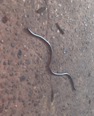 Liotyphlops ternetzii