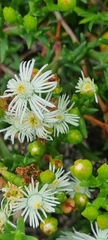 Ruschia tenella