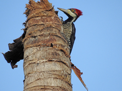 Campephilus melanoleucos