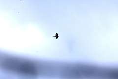 Accipiter nisus