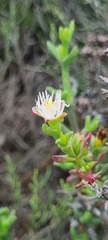 Ruschia tenella