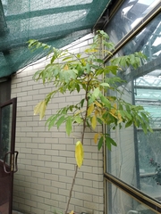 Artabotrys hexapetalus