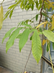 Artabotrys hexapetalus