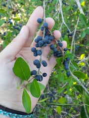 Forestiera segregata