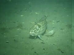 Helotes octolineatus