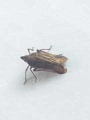 Dictyopharidae