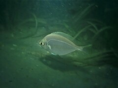 Parequula melbournensis