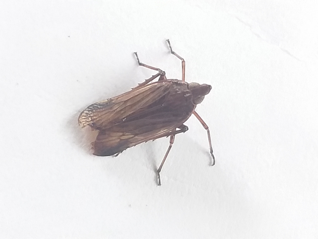 Aethiocera adusta