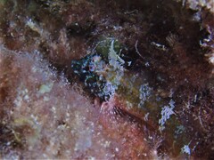 Helcogramma decurrens