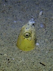 Ophichthus altipennis