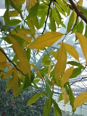 Artabotrys hexapetalus