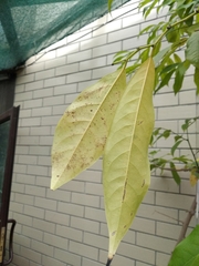 Artabotrys hexapetalus