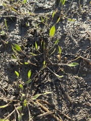 Limonium carolinianum