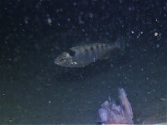 Helotes octolineatus