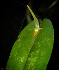 Pleurothallis microcardia