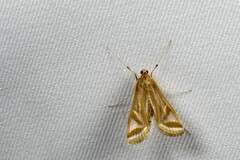 Eoophyla conjunctalis