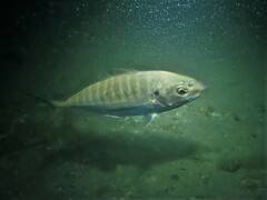 Pseudocaranx georgianus