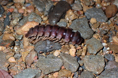 Platyrhacoidea