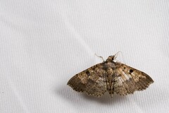 Ceratarcha umbrosa