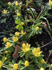 Eranthis hyemalis