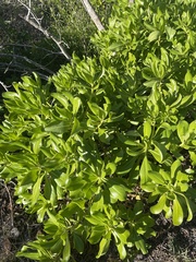 Scaevola taccada