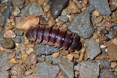 Platyrhacoidea