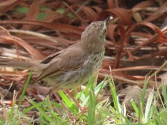 Prinia maculosa maculosa